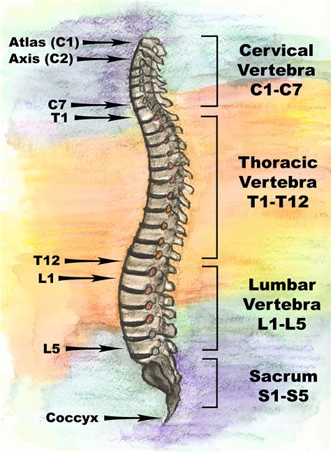 Spinal Anatomy | Spinal Regions | Bones and Discs | Vertebrae | Spinal Cord