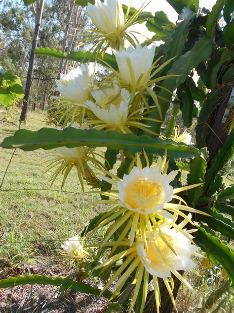 Dragon fruit in full flower Fruit Plants, Fruit Trees, Cactus Plants ...