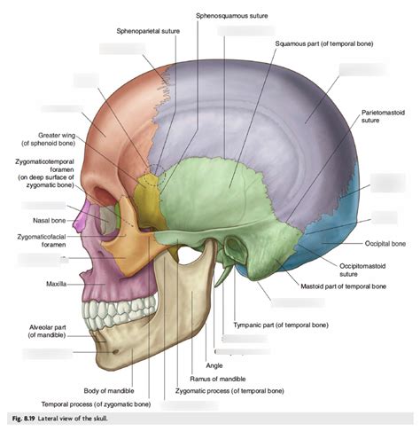 Asterion Skull