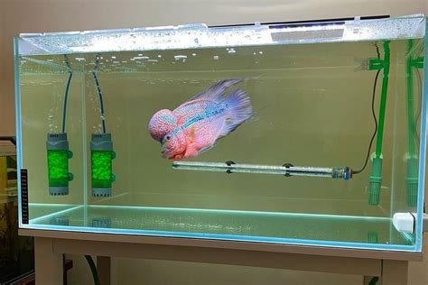 Flowerhorn Cichlid Care: Lifespan, Tank Mates, Diet & more