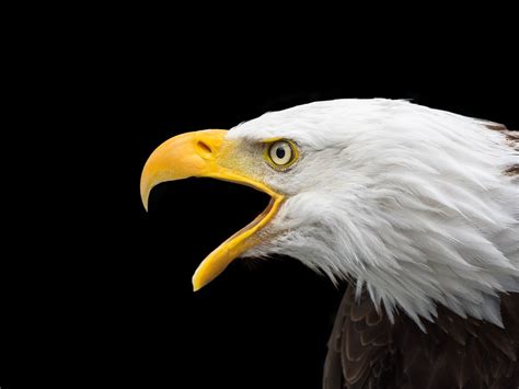 Bald Eagle Raptor Head Close · Free photo on Pixabay