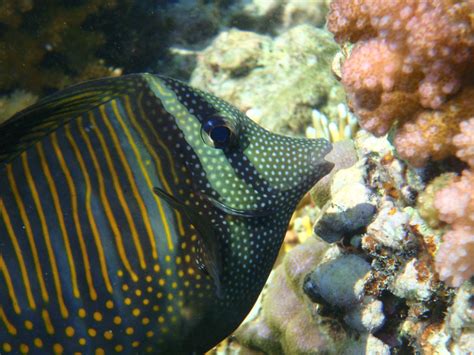 Poisson chirurgien voilier / Sailfin Surgeonfish | Raluca | Flickr