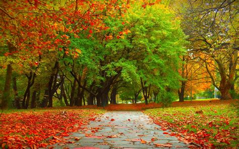 🔥 [70+] Autumn Trees Wallpapers | WallpaperSafari