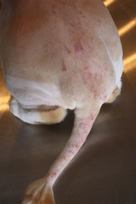 Flea Bite Dermatitis | National Cat Groomers Institute