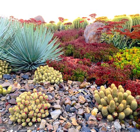 Tips to Bring Color to Your Desert Landscape