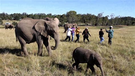 Knysna Elephant Park | Book your shuttle | Local Shuttle