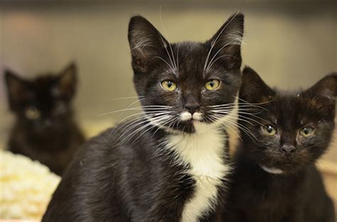 34 “Tuxedo” Cats and Kittens Abandoned at Marin Humane Society - Marin ...