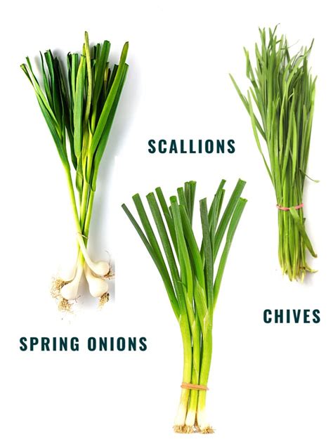 What Are Scallions? Everything You Need to Know | Spice and Life