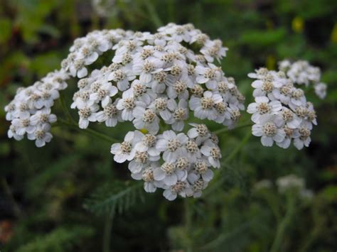 Common Yarrow