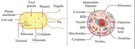 Multicellular Organisms Diagram