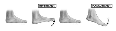 Joint Knowledge: The Ankle - Artic Flex