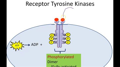 Receptor Tyrosine Kinase