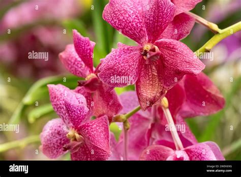 Beautiful orchids on display at the Fuqua Orchid Center's Orchid ...