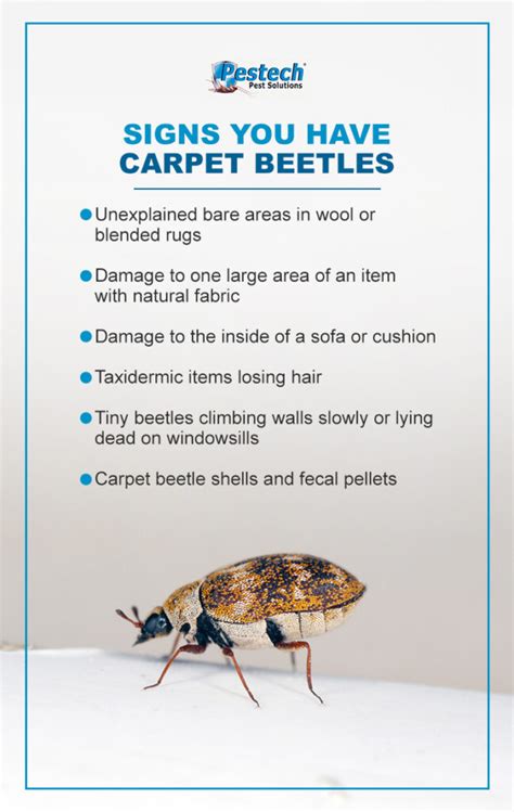 A Guide to Carpet Beetles - Pestech