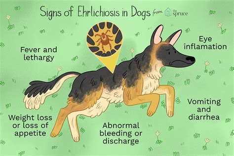 Ehrlichiosis in Dogs