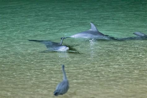 About the Wild Dolphin Feeding Program - Tangalooma Resort