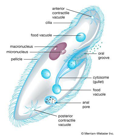 13+ Diagram Of Protists - EldonGabriela