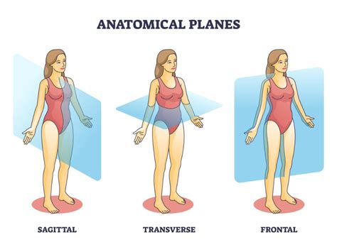 Understanding The Planes Of Movement | 3D Muscle Lab