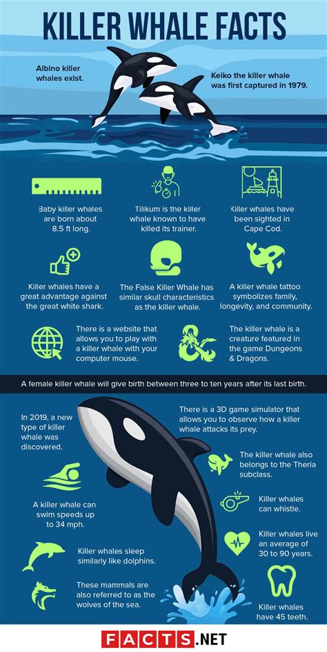 50 Killer Whale Facts That Will Blow Your Mind | Facts.net