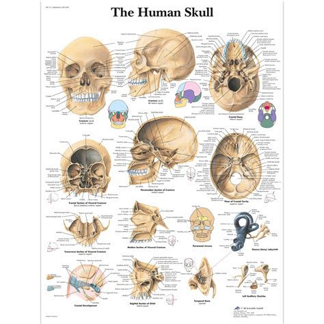 Human Skull Chart - SEM Trainers