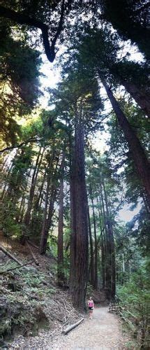 10 Facts about Redwood Trees | Facts of World