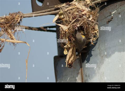 Female purple sunbird Cinnyris asiaticus building her nest on a ...