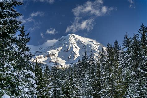 Winter Snow On Trees Mount Rainier Fine Art Photo Print | Joseph C. Filer