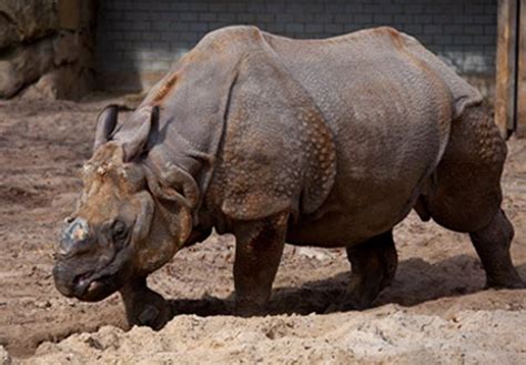 Javan Rhinoceros | Javan rhinoceros, Rare animals, Animals of the world