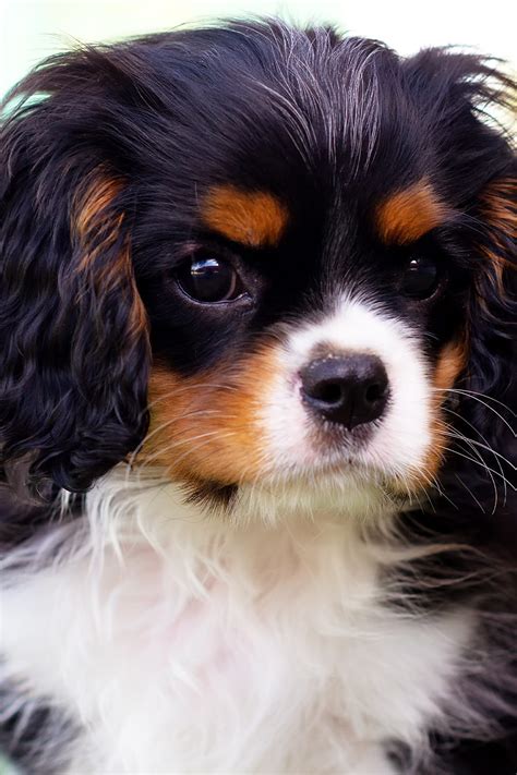 Cavalier King Charles Spaniel Puppies (19 cute pups) - Talk to Dogs