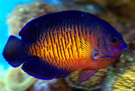 Coral Beauty Angelfish Care Guide | Saltwater aquarium fish, Marine ...