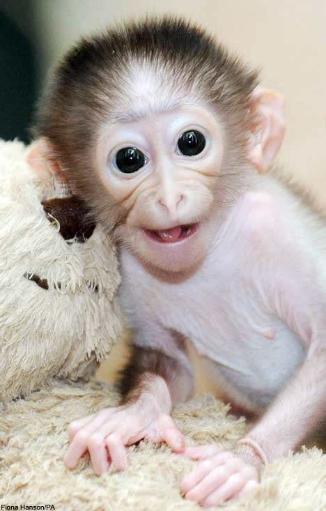 Free Desktop Wallpapers | Backgrounds: Monkey Pictures, Baby Monkey ...