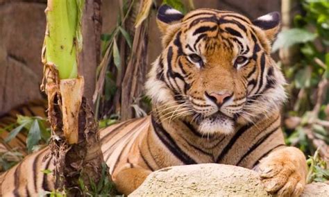 Asian Tigers - Tiger Facts and Information