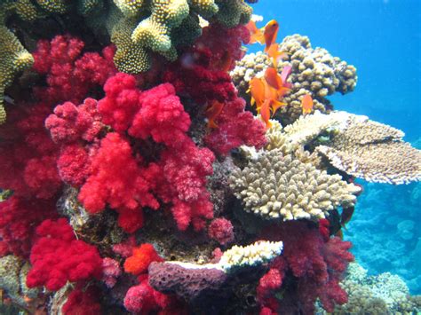 Snorkeling in Fabulous Fiji! | Snorkeling, Etc.