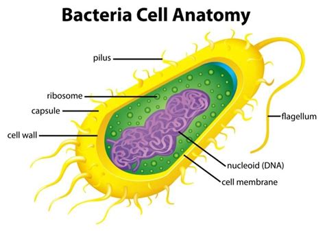 Bacteria - KIDS DISCOVER | Celulas eucariontes e procariontes, Celula ...