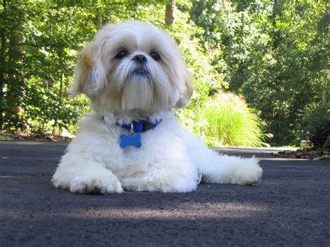 The Top 5 Shih Tzu Haircuts | The Dog People by Rover.com