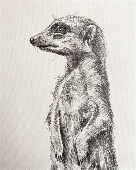 Pin by Cj Lizotte on WILD ANIMALS PENCIL DRAWINGS AND SKETCHES | Animal ...