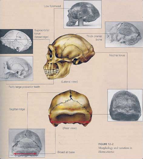 Homo erectus skull