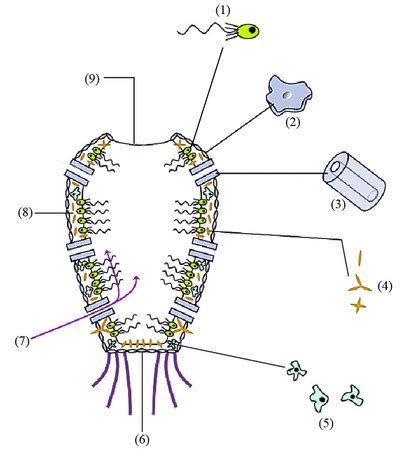 Draw a sea sponge and label its parts. | Homework.Study.com