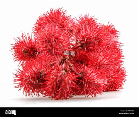 Castor oil plant flowers on white background Stock Photo - Alamy