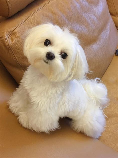 Pin di Starlingale Shelton su Maltese | Cani maltese, Cani e cuccioli ...