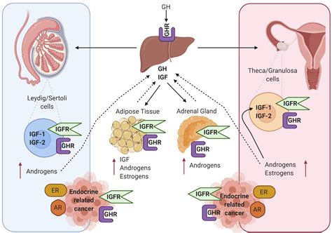 Frontiers | Growth Hormone/Insulin Growth Factor Axis in Sex Steroid ...