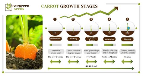 Carrot Growth Stages: All About the Root Vegetable’s Life Cycle