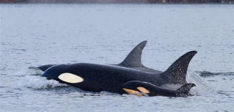 Scientists Witness A New "Killer" Behavior In Killer Whales - Awesome Ocean