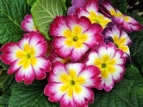 17 Best Shade Loving Perennials That Bloom All Summer