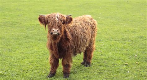 Mini Highland Cattle | Micro Mini Scottish Highland Cows