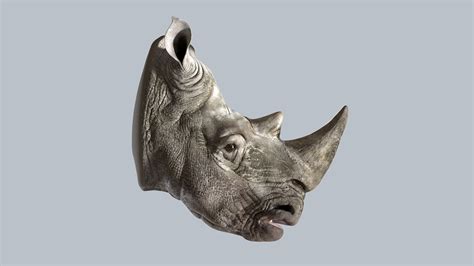 Rhino Head 3D - TurboSquid 1744632