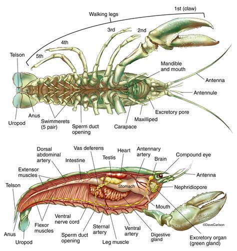 Anatomy of crayfish | scienceforyou