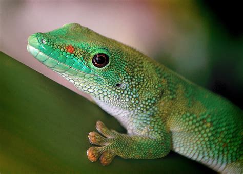 Madagascar day gecko | The Madagascar day gecko is a diurnal… | Flickr