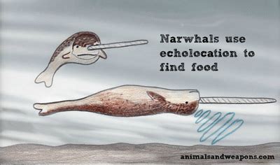 adaptations - NARWHALS