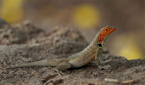 Galapagos Lava Lizard - Facts, Information & Habitat